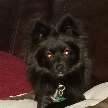 Lilly, a 10-year-old Chihuahua comfort assistant dog