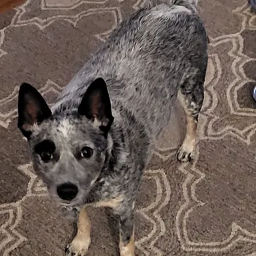 Patch, a 2 and a half year old Mini Heeler comfort assistant dog