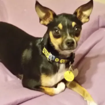 Walt, a loyal and watchful comfort assistant dog